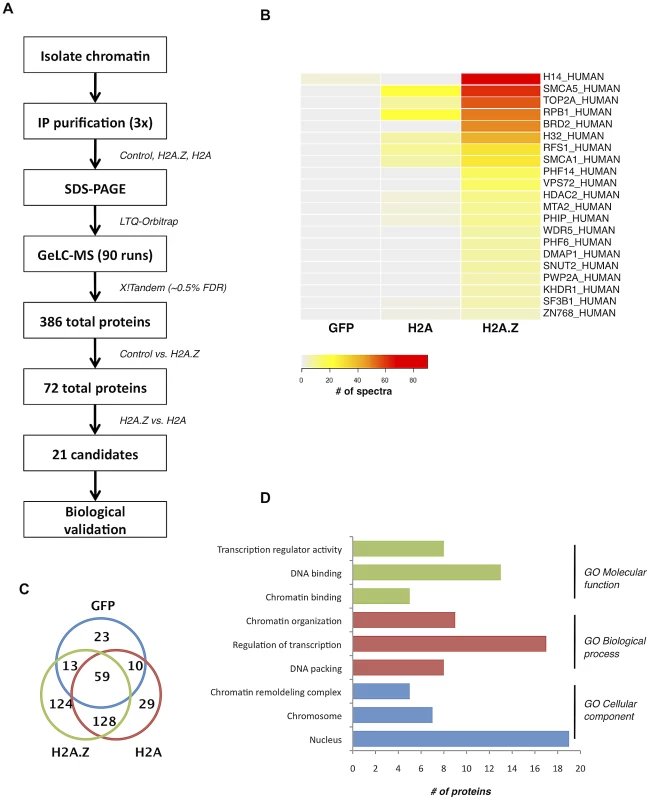Nucleosome IP/Mass spectrometry approach for the identification of H2A.Z-nucleosome interacting proteins.