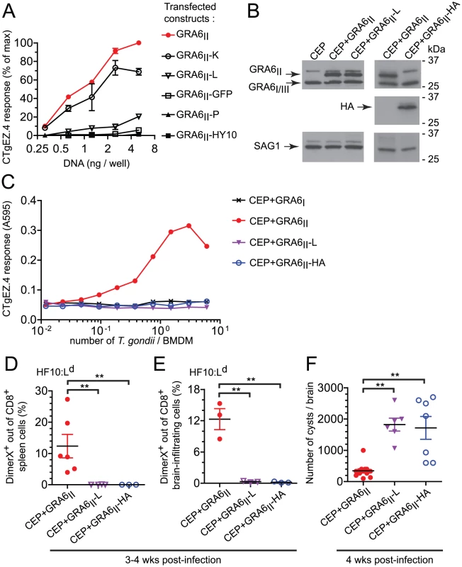 Optimal presentation and parasite control depend on the location of HF10 at the C-terminus of GRA6.