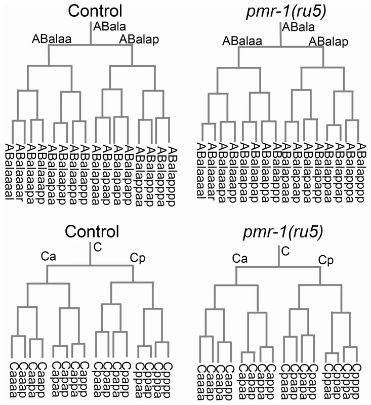 Cell division patterns and timing are normal in <i>pmr-1(ru5)</i> embryos.