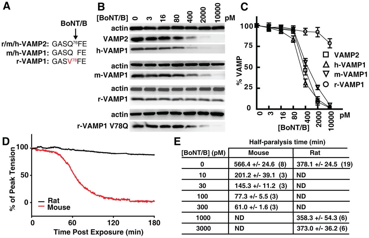 Rat VAMP1 and rat diaphragm motor nerves are insensitive to BoNT/B.