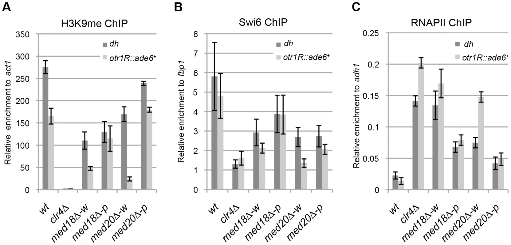 Loss of Med18/20 causes defects in heterochromatin structure at the pericentromere.
