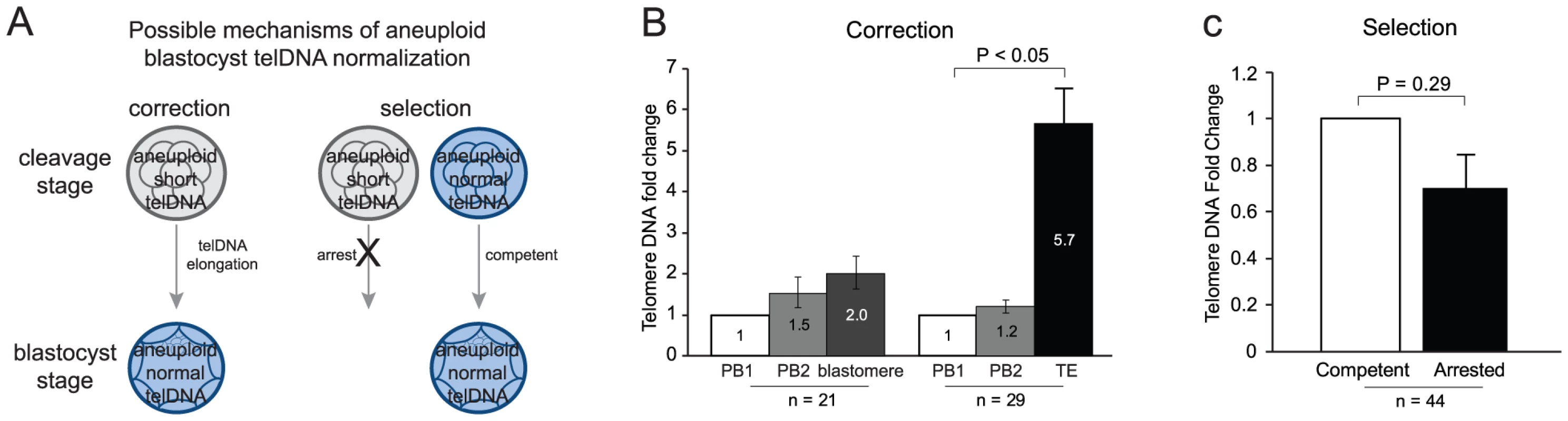 Telomere DNA in aneuploid blastocysts.