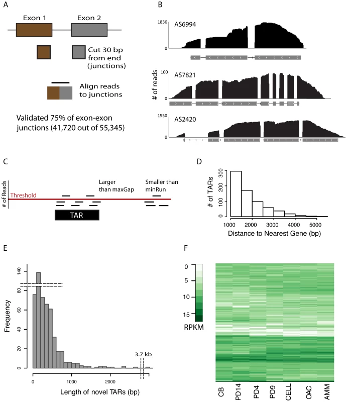 Validating gene models and novel TARs.