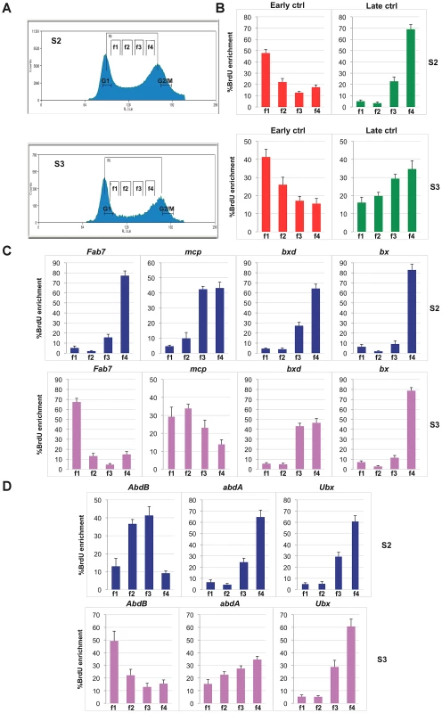 Different replication timing profiles at BX-C PREs in S2 and S3 cell lines.