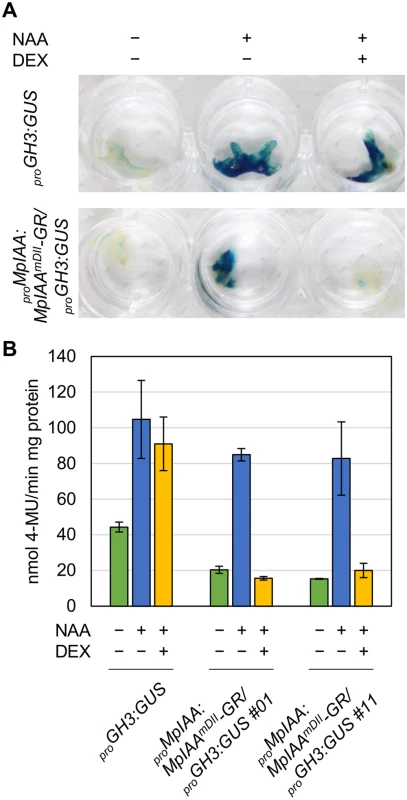 DEX-inducible system for repressing auxin responses.