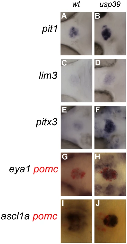 Loss of <i>usp39</i> leads to pituitary expansion as indicated by increased expression of pituitary transcription factors.