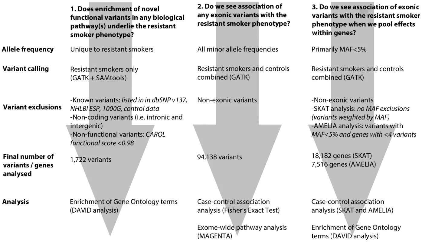Flowchart describing each of the 3 main analytical pathways used to explore the genetic architecture of smoking resistance.