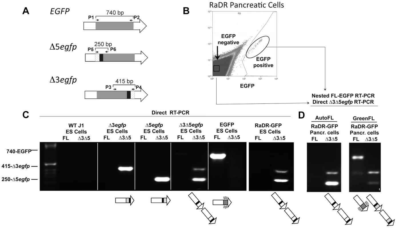 HR leads to reconstitution of full-length <i>EGFP</i> coding sequence within green fluorescent RaDR-GFP pancreatic cells.