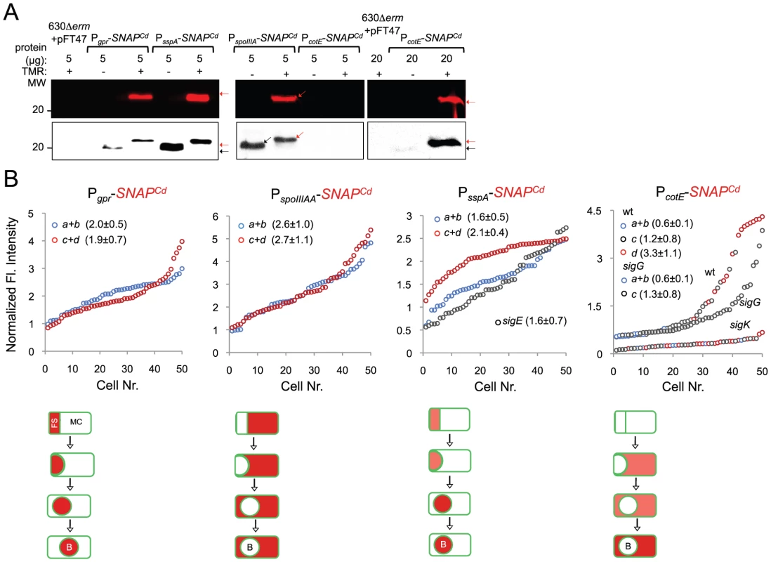 Quantitative analysis of <i>sigF</i>, <i>sigE</i>, <i>sigG</i> and <i>sigK</i> activities during sporulation.