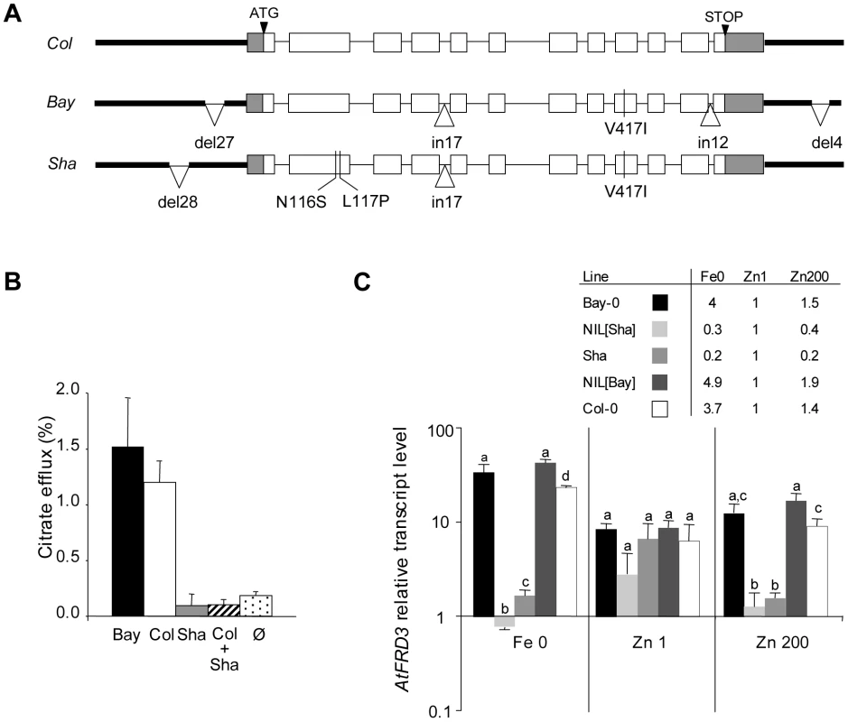 Natural variation in the <i>FRD3</i> sequence, FRD3 transport activity, and <i>FRD3</i> transcript accumulation.