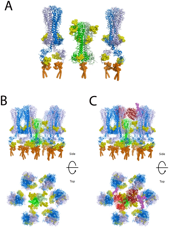 Molecular modeling of TfR in the VSG coat of <i>T. brucei</i>.