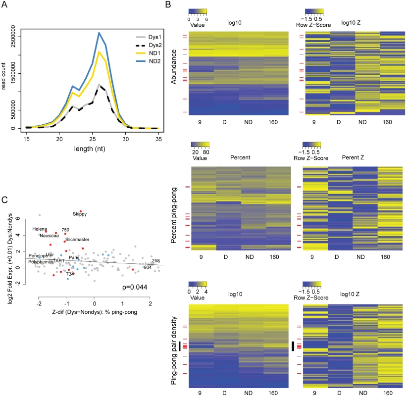 Signatures of piRNA biogenesis in the dysgenic germline show only modest defects.