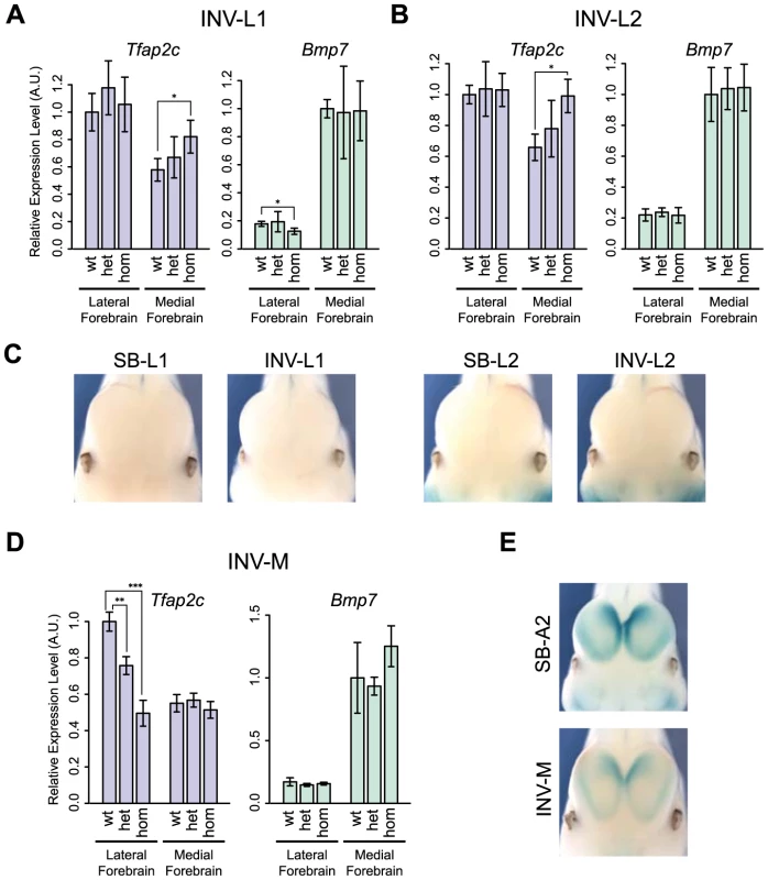 Changes of gene expression in the forebrain following genomic inversion.