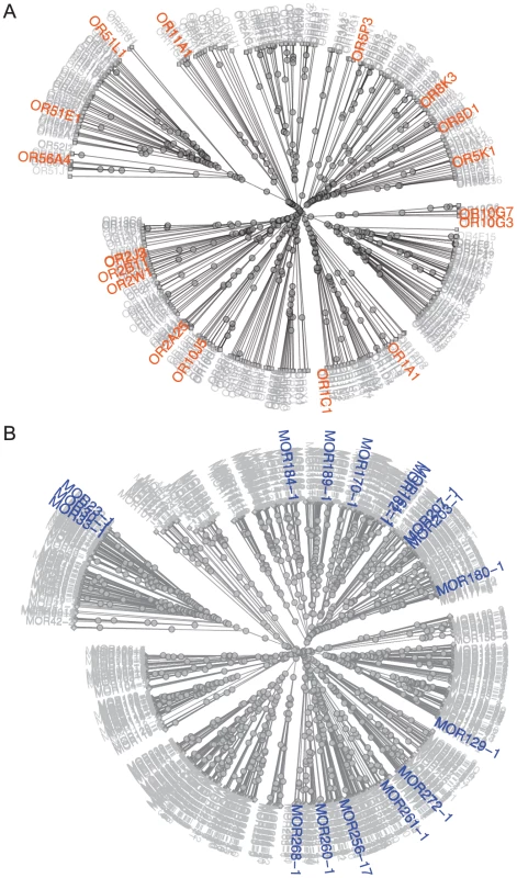 Distribution of primate and rodent OR orthologs with known ligands among OR classes and families.
