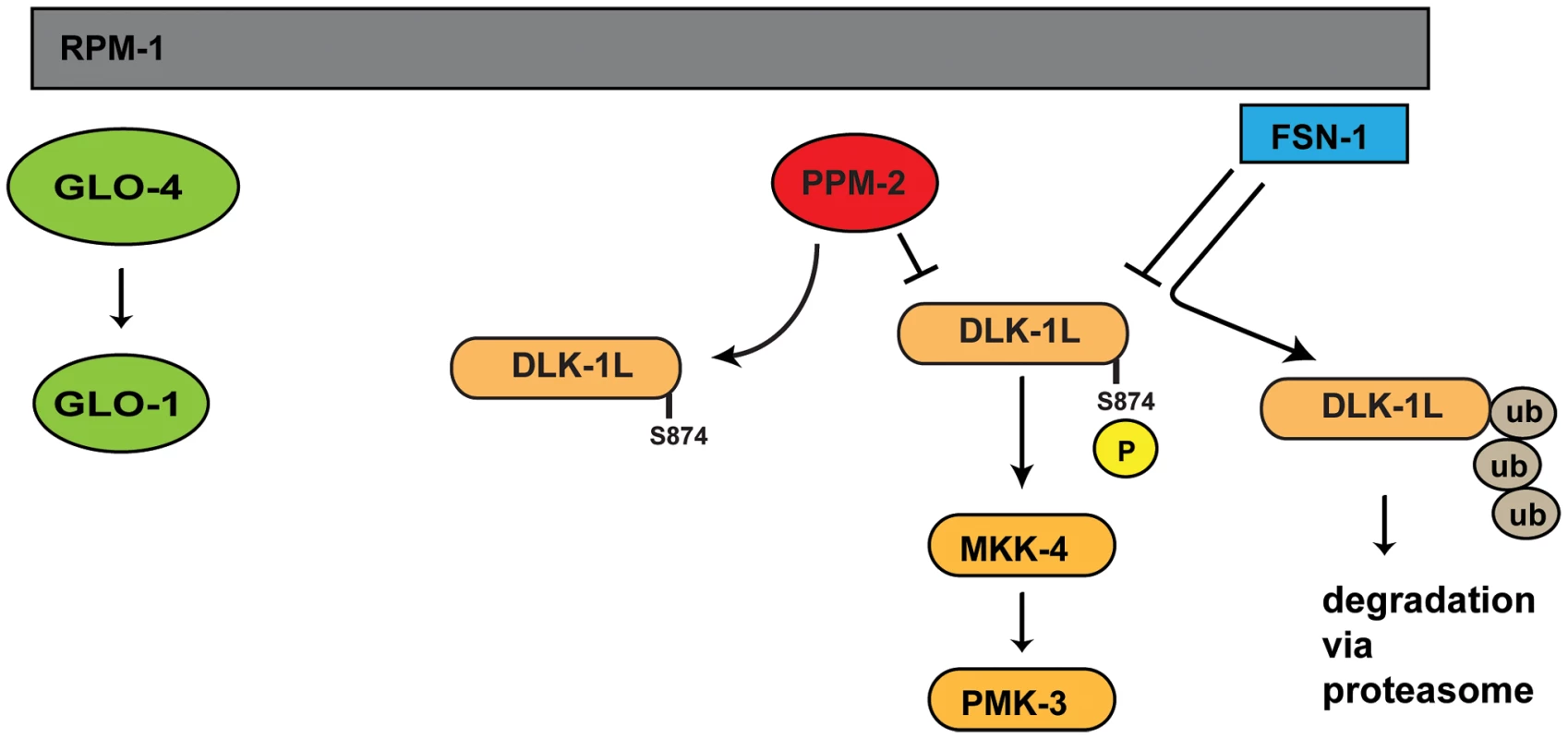Summary of RPM-1 signaling.