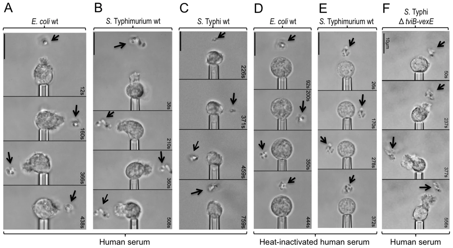 The Vi capsular polysaccharide inhibits chemotactic responses of human neutrophils <i>in vitro</i>.