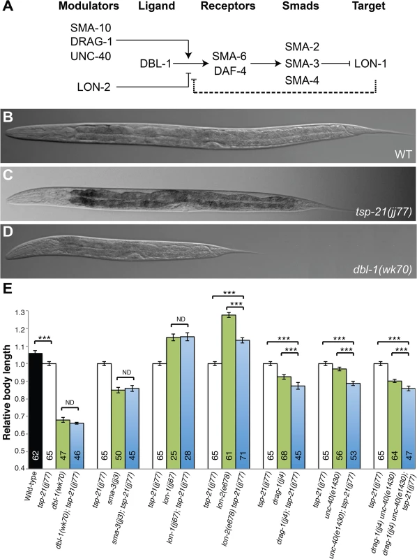 TSP-21 functions at the ligand-receptor level to positively modulate Sma/Mab signaling.
