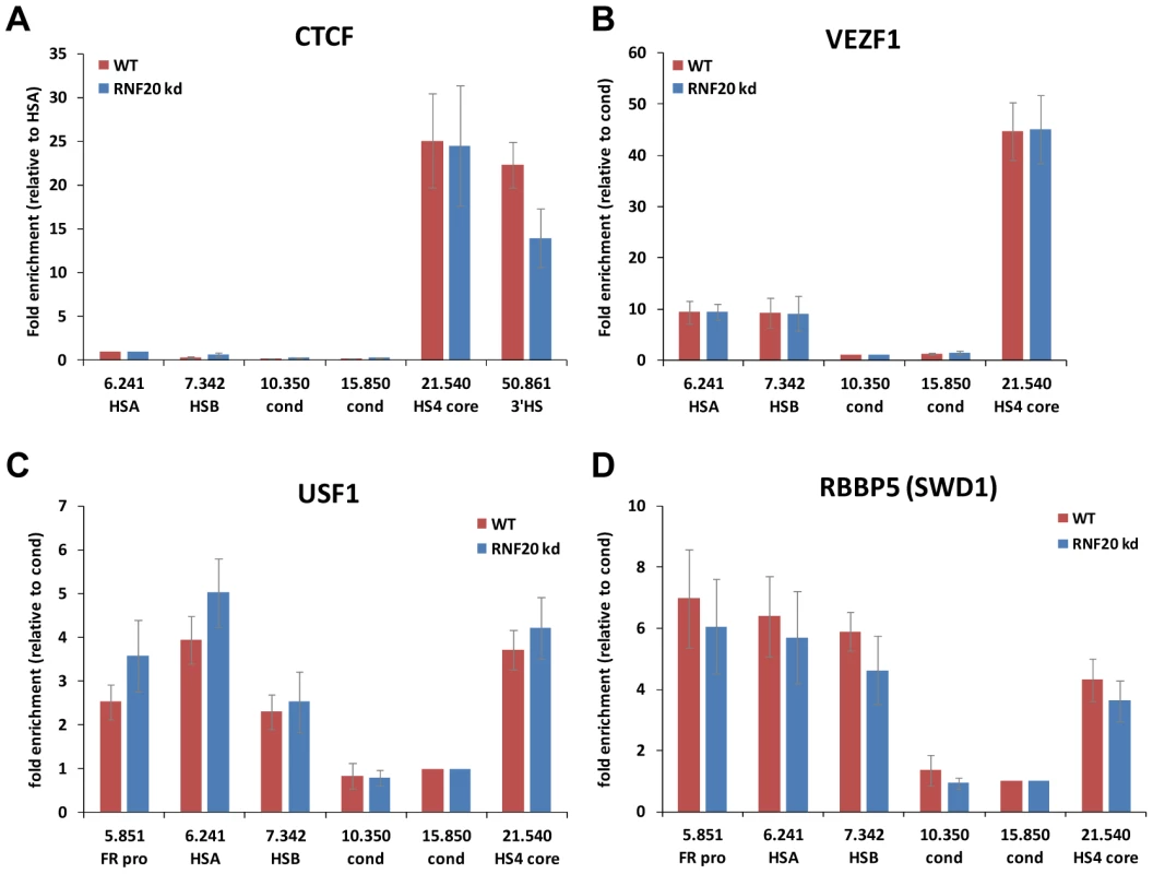 Loss of H2B ubiquitination does not disrupt the binding of insulator protein complexes at HS4.