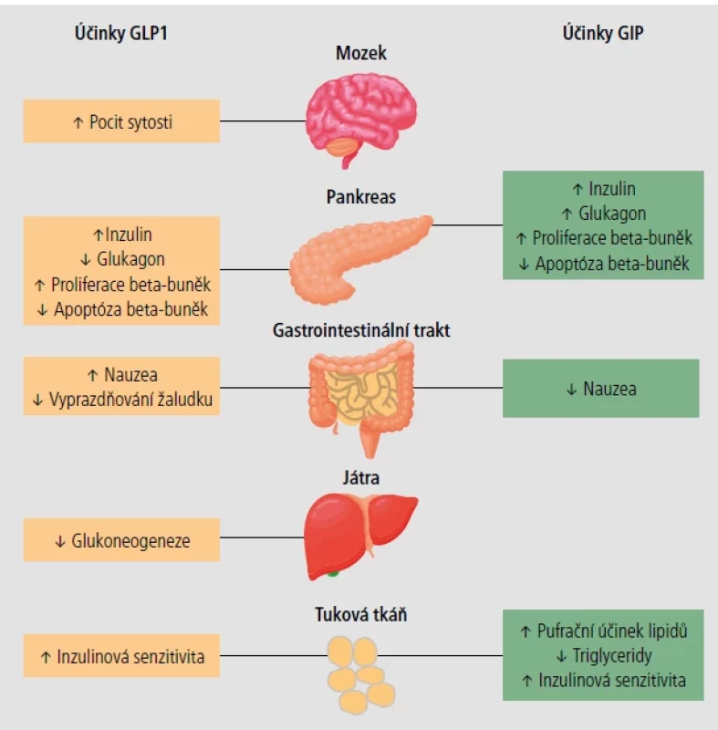 Účinky glukagon like peptidu-1 (GLP-1) a gastrického inhibičního peptidu (GIP).