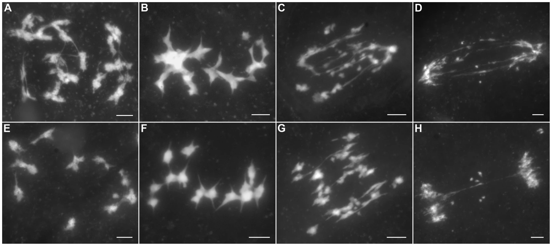 The aberrant chromosomal interactions in <i>Oshus1-1</i> resulted in multivalent associations and chromosome fragments.