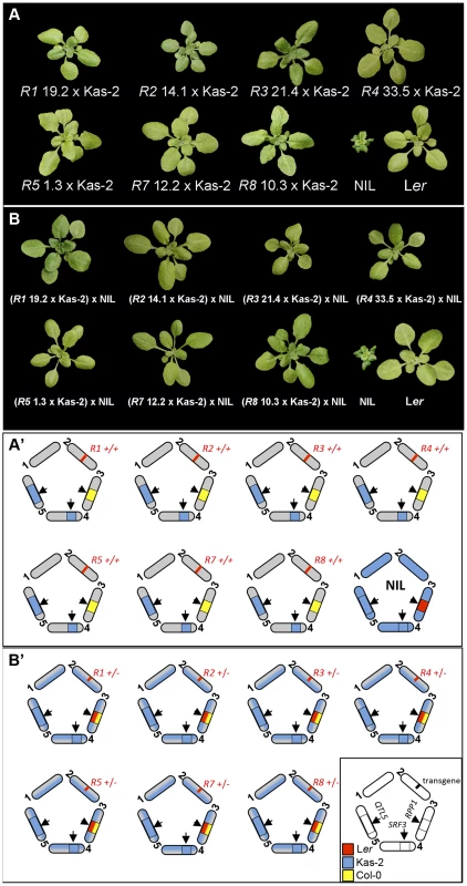 Growth phenotype at 14–16°C of Col<i><sup>RPP1</sup></i>/Kas-2 plants and <i>RPP1</i>-like L<i>er</i> hemizygous lines.