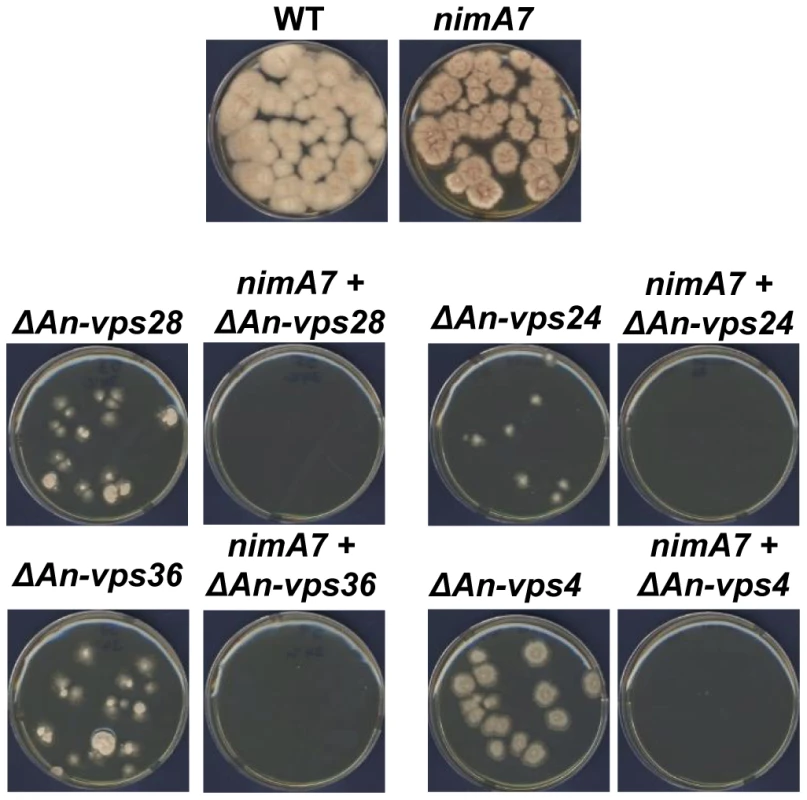 Multiple ESCRT pathway genes become essential when NIMA function is partially reduced.