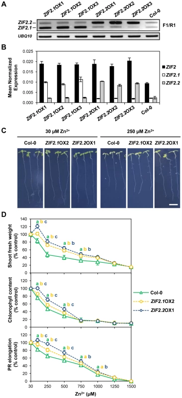 The <i>ZIF2.1</i> and <i>ZIF2.2</i> splice variants contribute differentially to Zn tolerance in <i>Arabidopsis</i>.