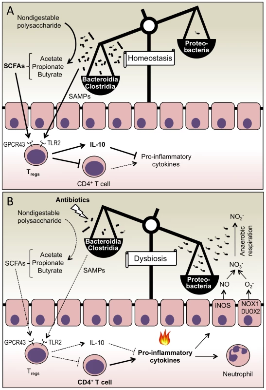 Colonization resistance against Proteobacteria is mediated by host-directed nutritional exclusion.