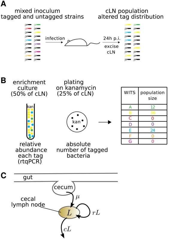 Experimental protocol for infections with mixed inocula.