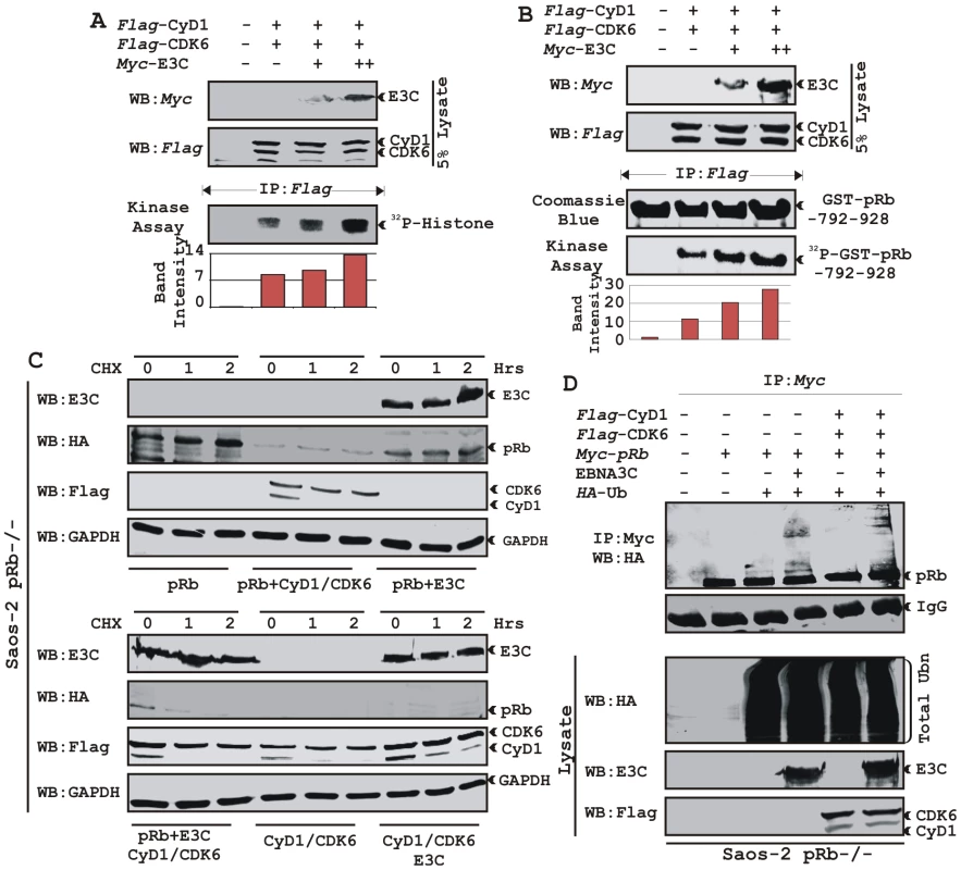 EBNA3C enhances functional activity of Cyclin D1/CDK6 complex to negatively regulate pRb protein stability.