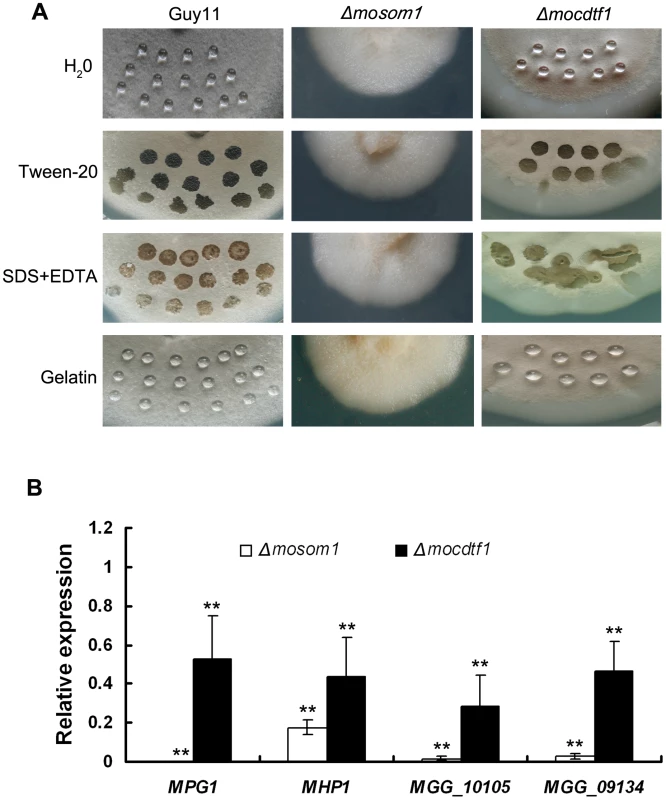Both <i>Δmosom1</i> and <i>Δmocdtf1</i> mutants show an easily wettable phenotype.