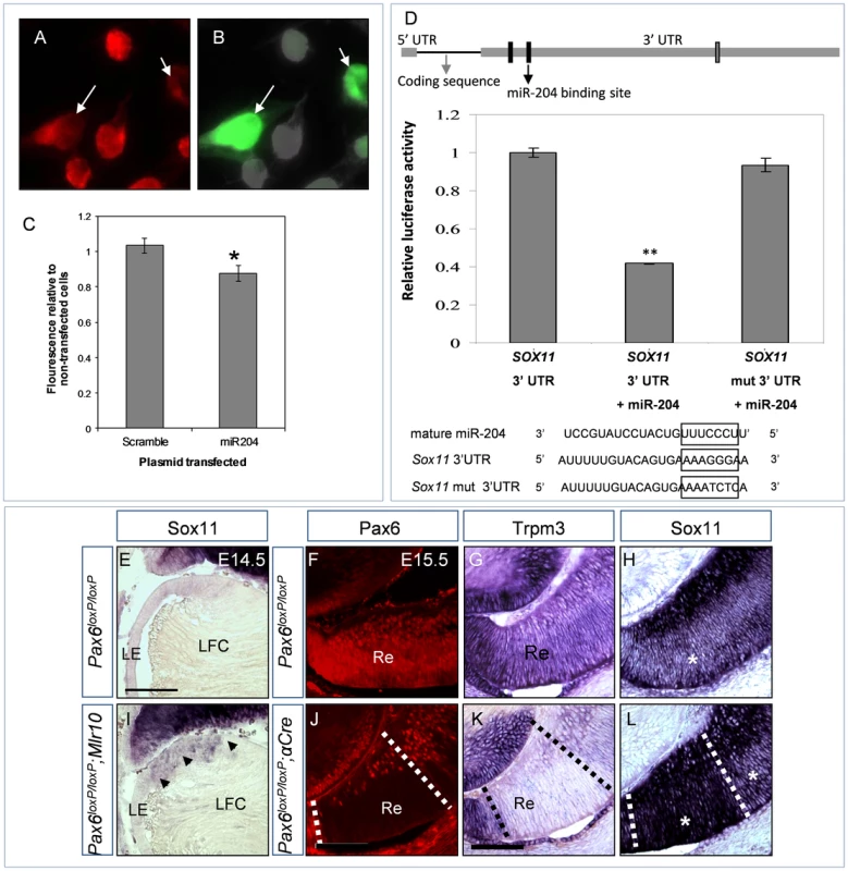 <i>miR-204</i> down-regulates the expression of <i>Sox11</i>.
