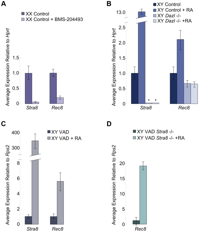 In fetal ovaries and postnatal testes, <i>Rec8</i> is a target of RA signaling.