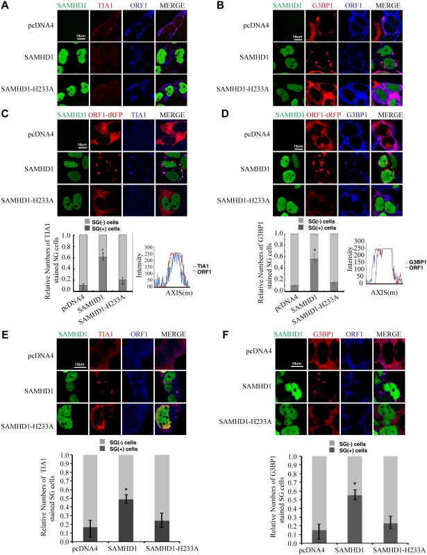 Ectopic expression of SAMHD1 leads to sequestration of LINE-1 ORF1p in stress granules.