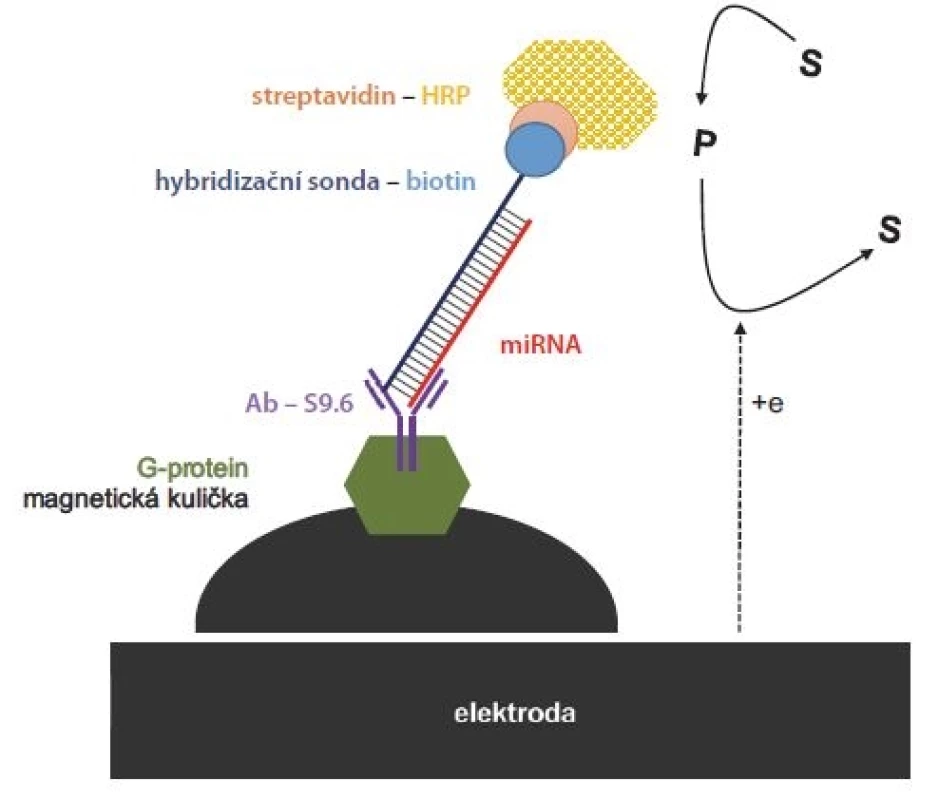 Elektrochemický přístup kombinující magnetické kuličky s G-proteinem, speciální
protilátku (Ab S9.6) vázající duplex miRNA a DNA sondy, a detekci enzymatické
reakce na uhlíkové elektrodě. Modifikované magnetické kuličky byly k elektrodě přitáhnuty
magnetem. Jako substrát byla použita dvojice HQ/peroxid vodíku. Křenová
peroxidáza oxidovala HQ na benzochinon, který byl zpětně redukován na elektrodě.