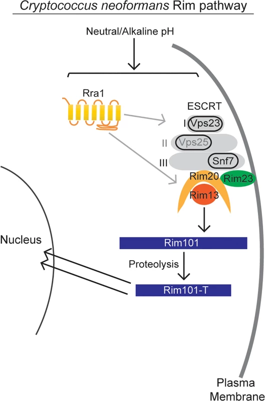 Model of <i>C</i>. <i>neoformans</i> Rim pathway.