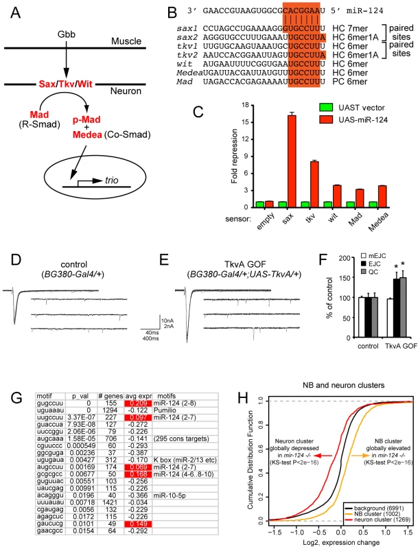 Functional interpretation of direct and indirect consequences of miR-124 loss.