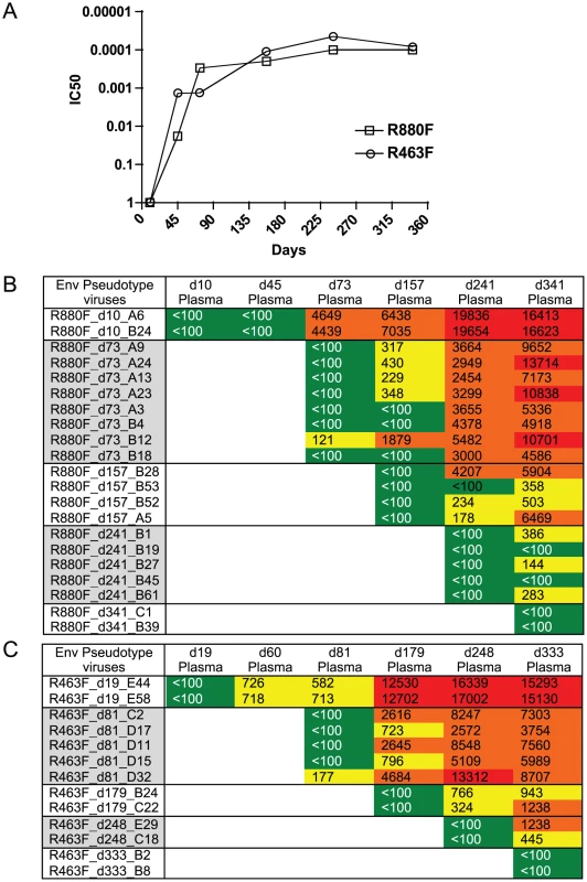 Longitudinal autologous neutralizing antibody IC50 titer during the first year of infection.