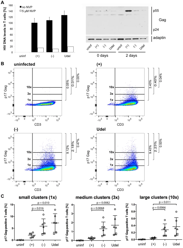 Tetherin promotes the transfer of infectious HIV clusters to T cells.