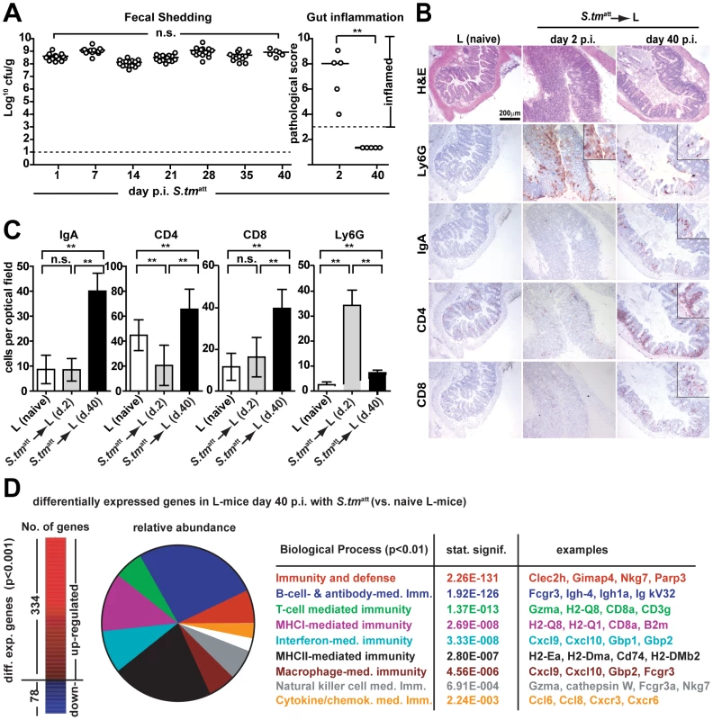 An O-antigen-specific sIgA response is insufficient to terminate <i>S. tm</i><sup>att</sup> shedding by L-mice.