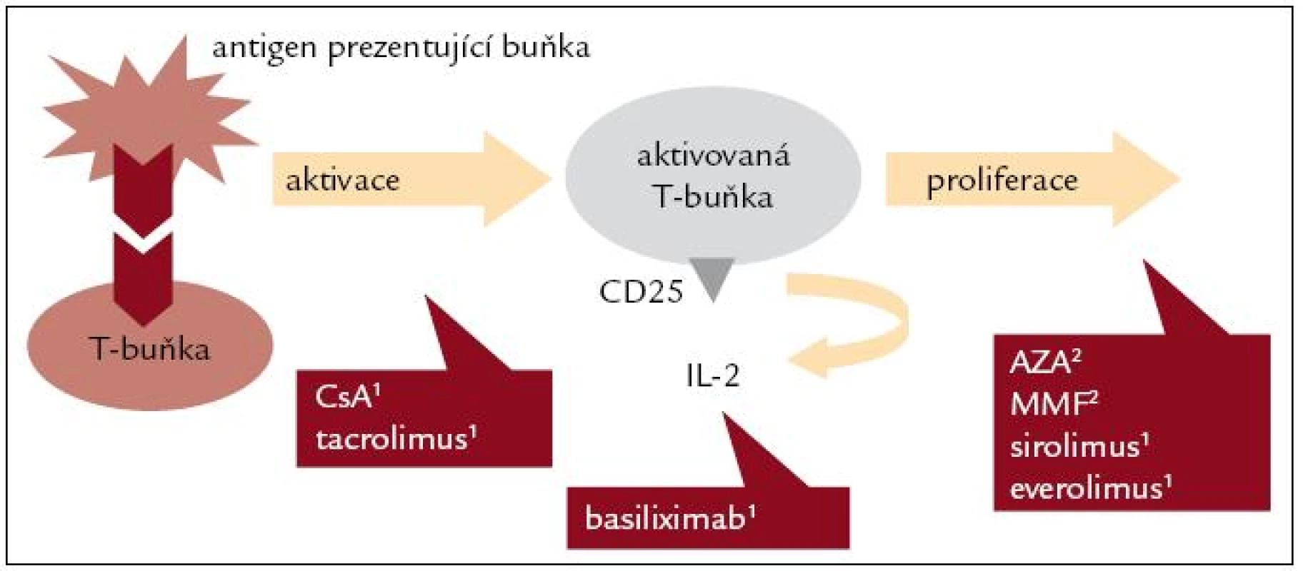 Mechanizmus akce I. Podle [1,2].