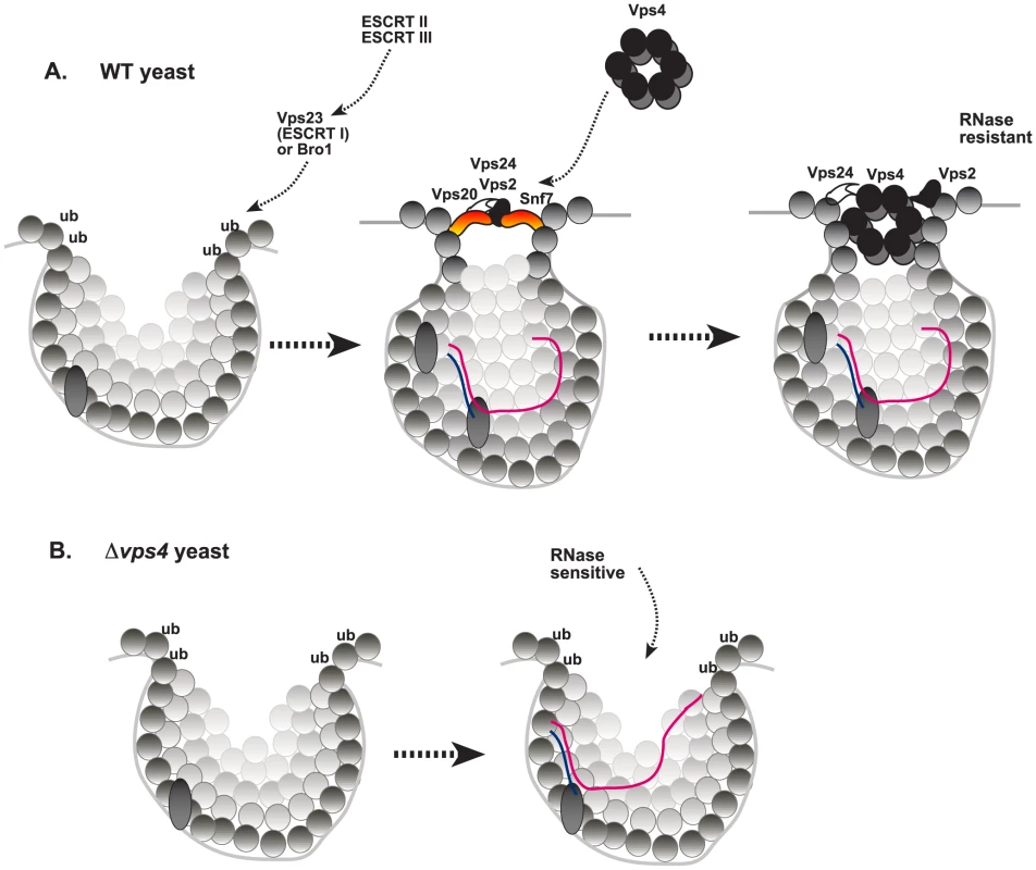 A model on the role of Vps4p during TBSV replication in wild type yeast and the replication defect in <i>vps4Δ</i> yeast.