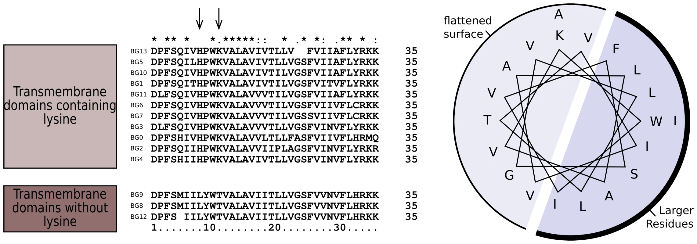 Sequence relationships for the connecting peptide to transmembrane region of B12 BG genes show two groups, those which have histidine and lysine near the N-terminus of the transmembrane region, and those with a leucine and threonine (arrows).