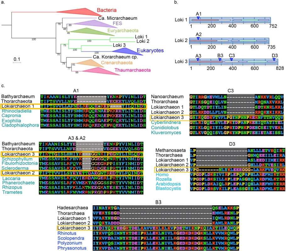 Eukaryotic-like insertions in the lokiarchaeal EF2 proteins.