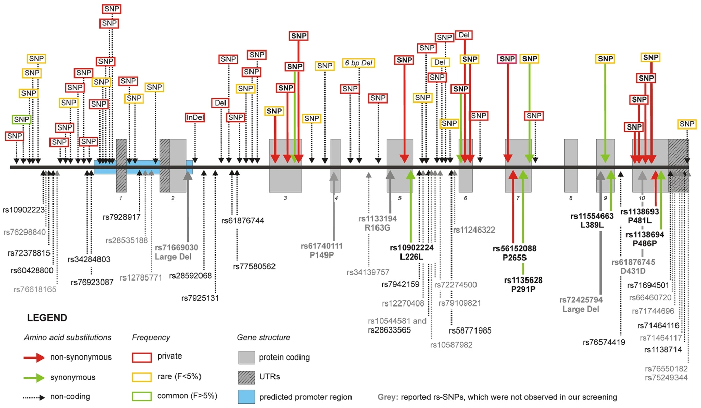 Frequency, type, and localization of all novel variants.