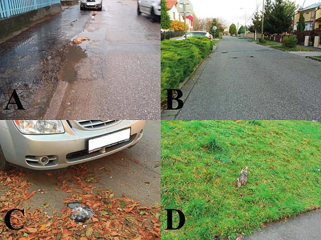 Střety osobního automobilu a domácích zvířat