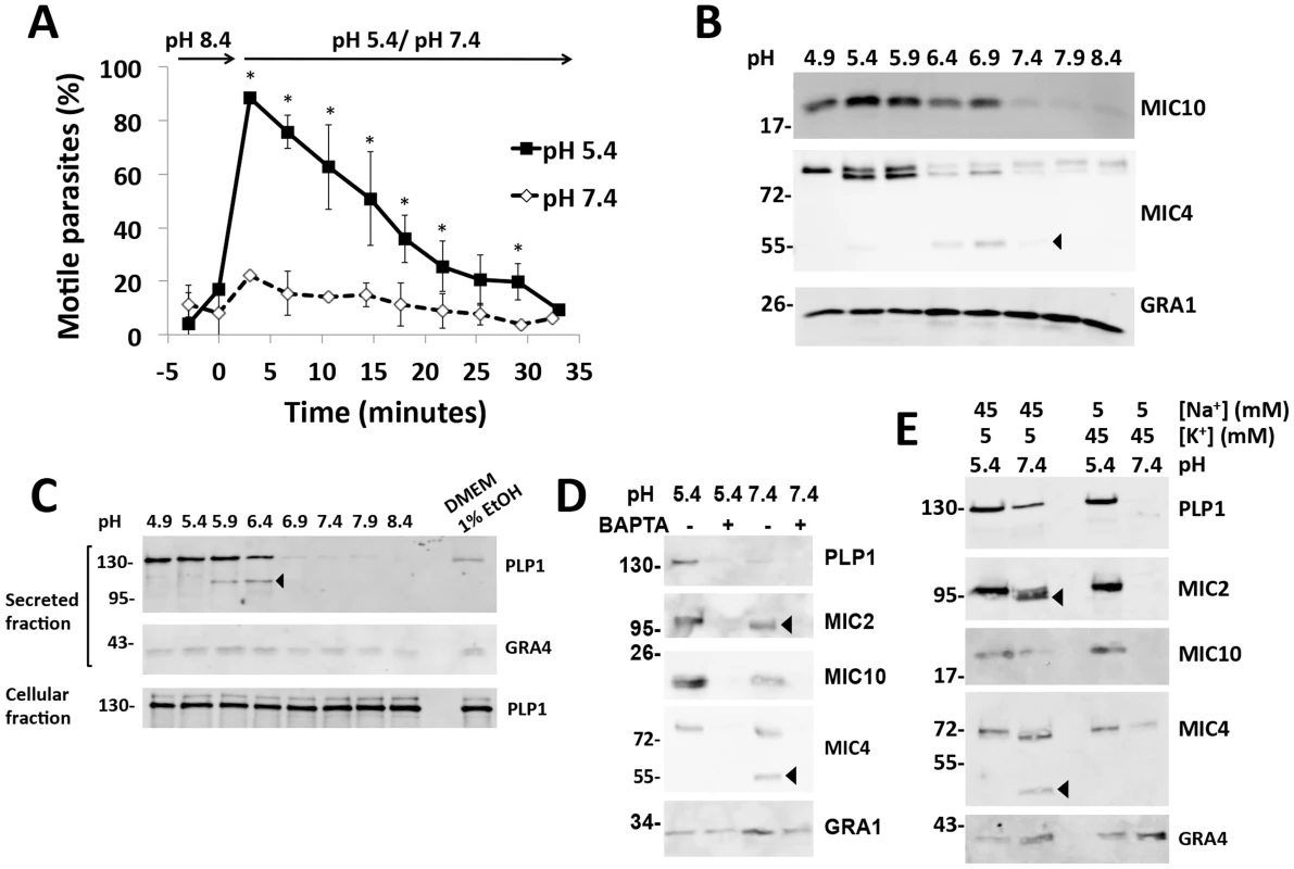 Low pH promotes parasite motility and microneme secretion.
