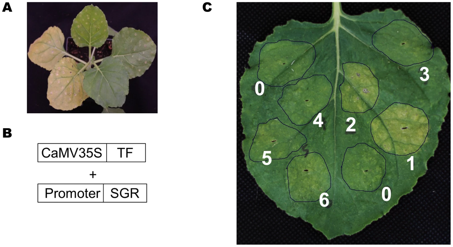 A TF-promoter screening system based on the SGR gene.