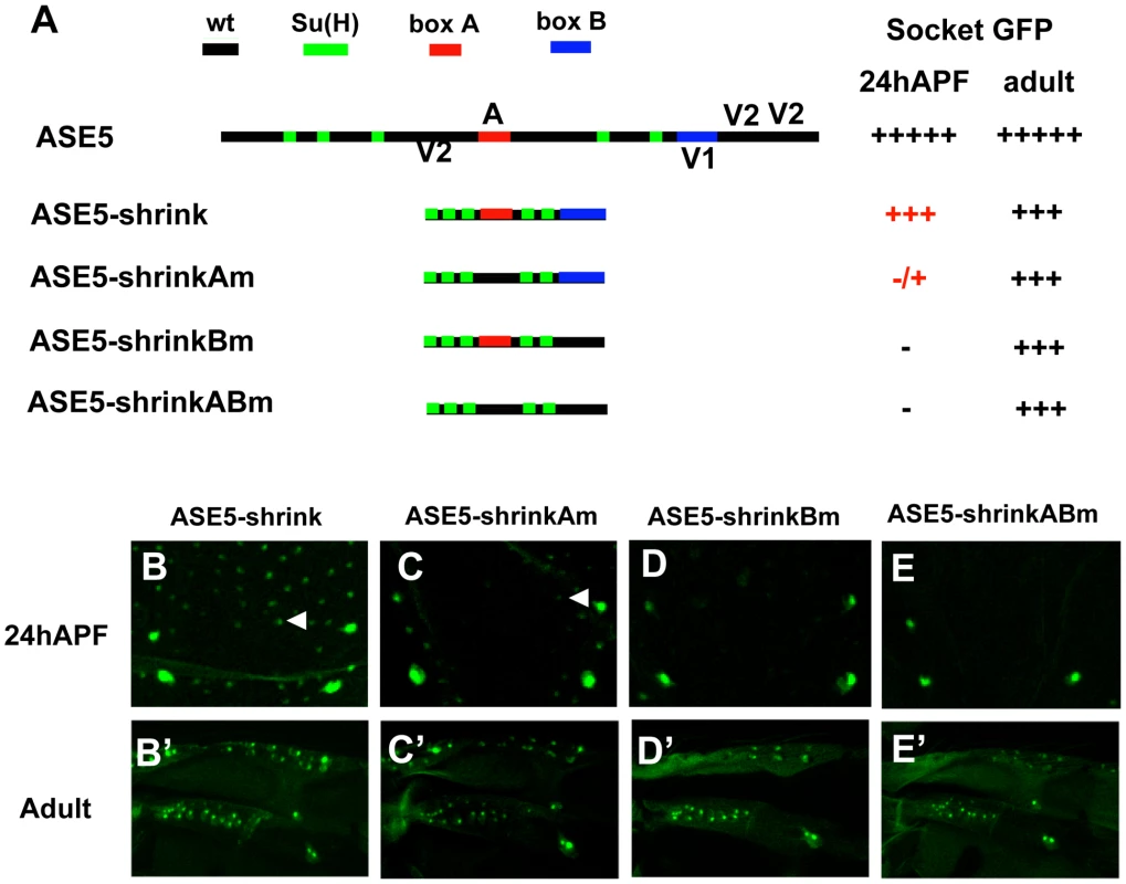 More compact positioning of required motifs in ASE5 increases their activity.