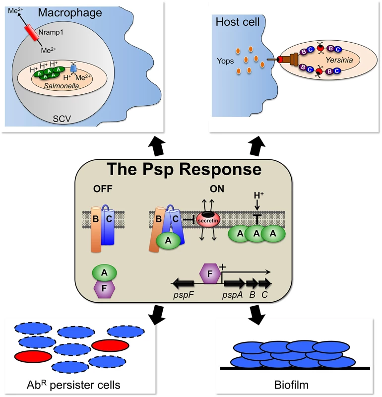 The Psp response and its involvement in various virulence-assocaied processes.